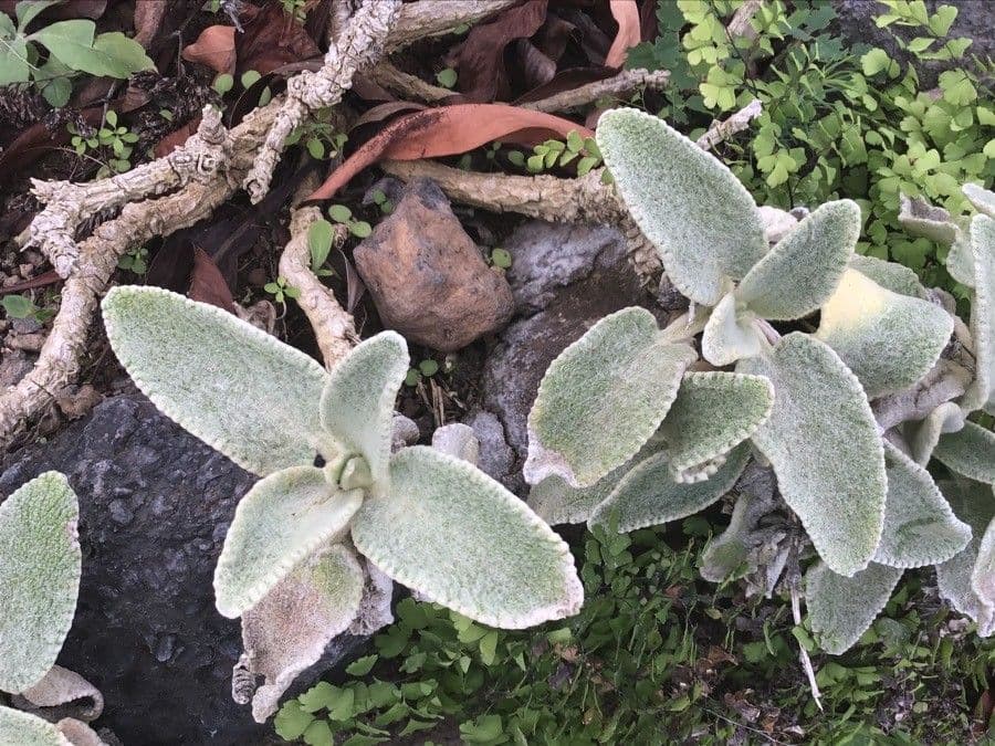 Gomera-Sideritis 2