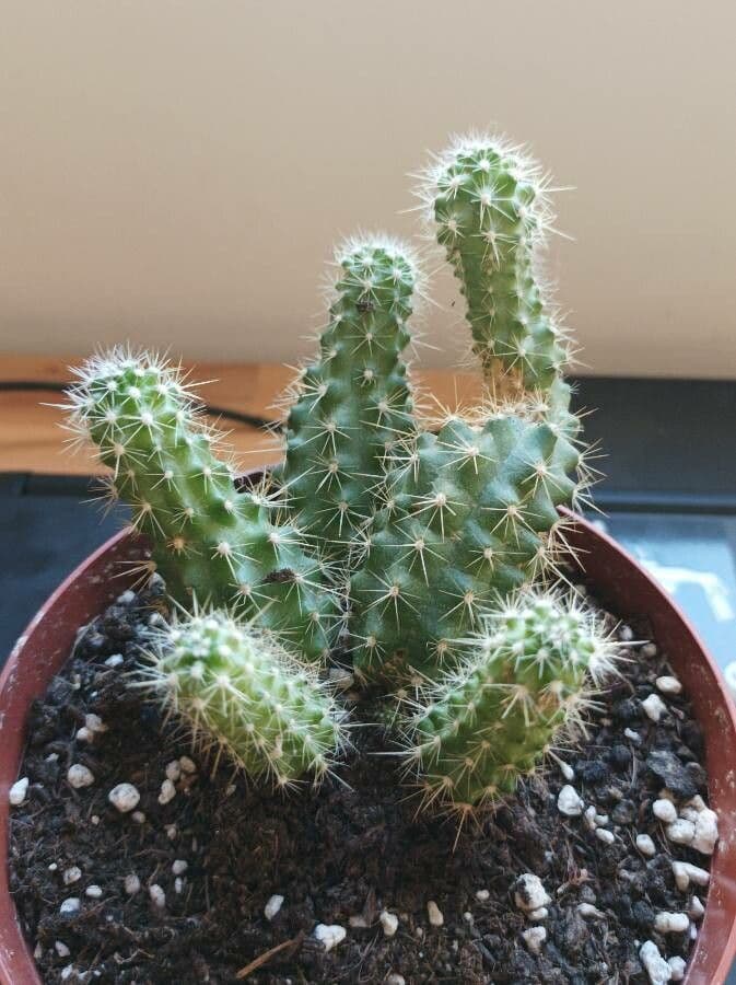 Echinocereus coccineus 20