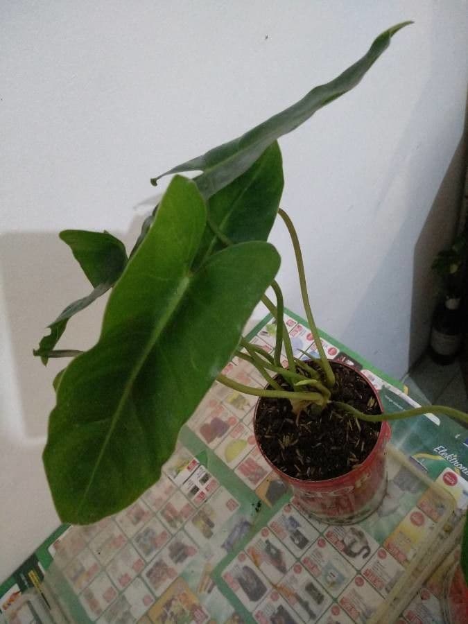 Filodendron Burle-Marxa 3