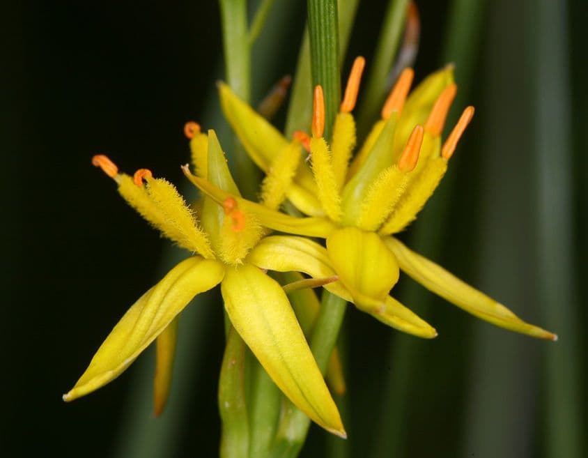 Narthecium