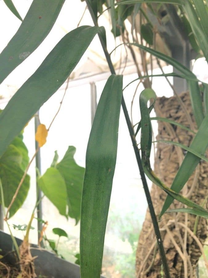 Zamia 3