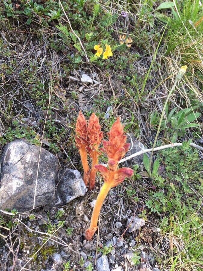 Orobanche alba 6