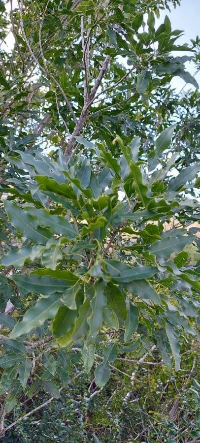 Vepris lanceolata 3