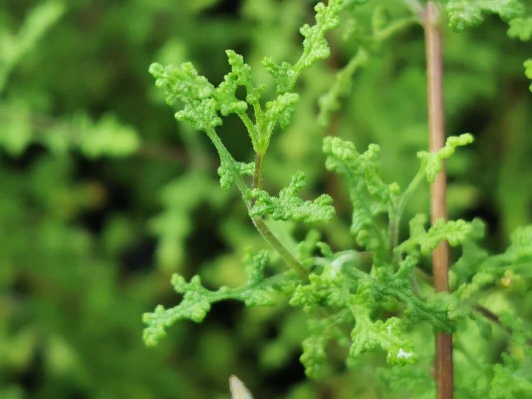 Salvia 8
