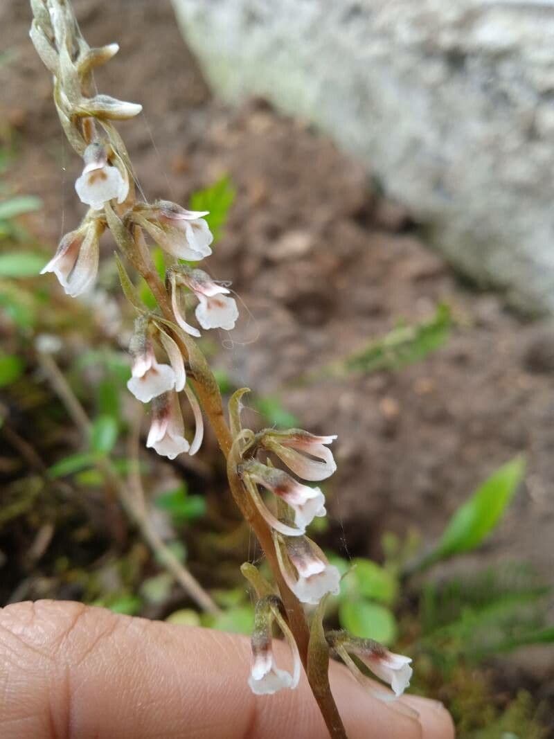 Cyclopogon