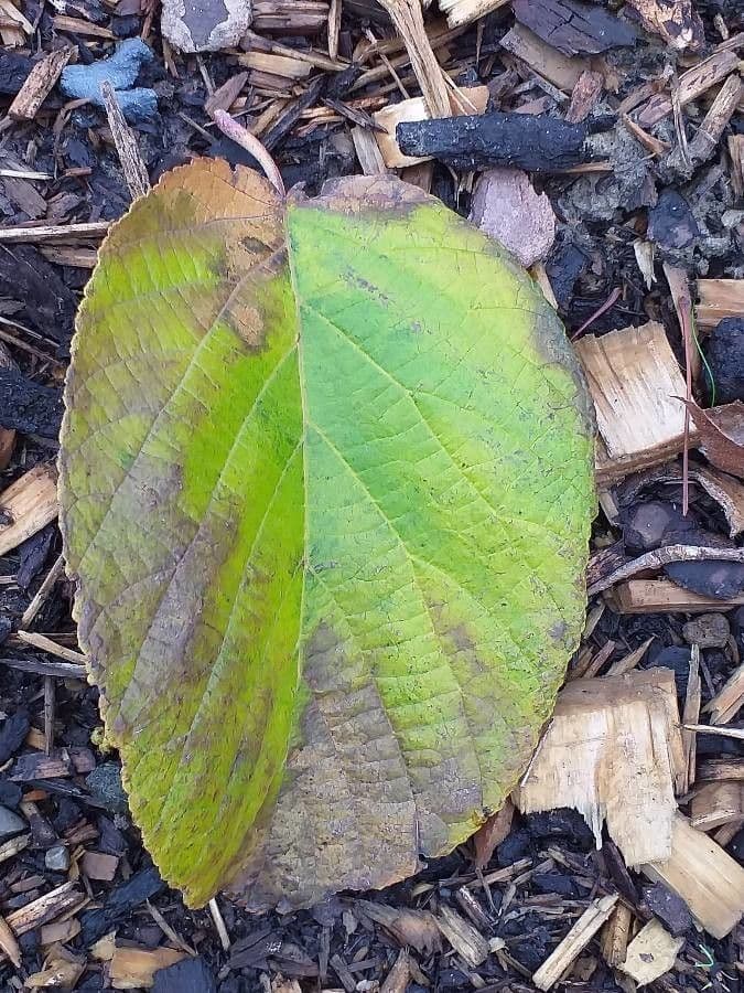 Yunnan-Hasel 3