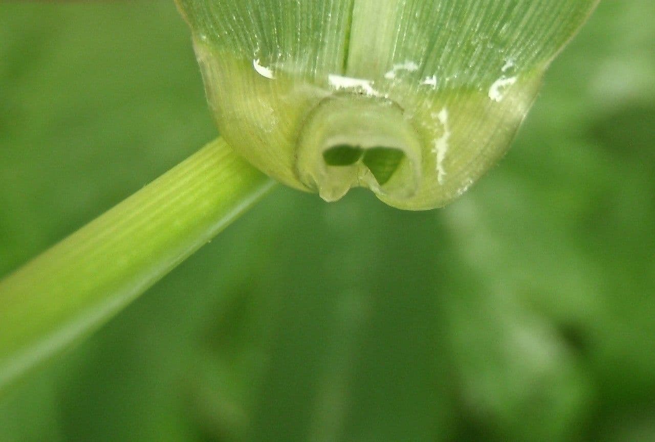 Scagliola arundinacea 24