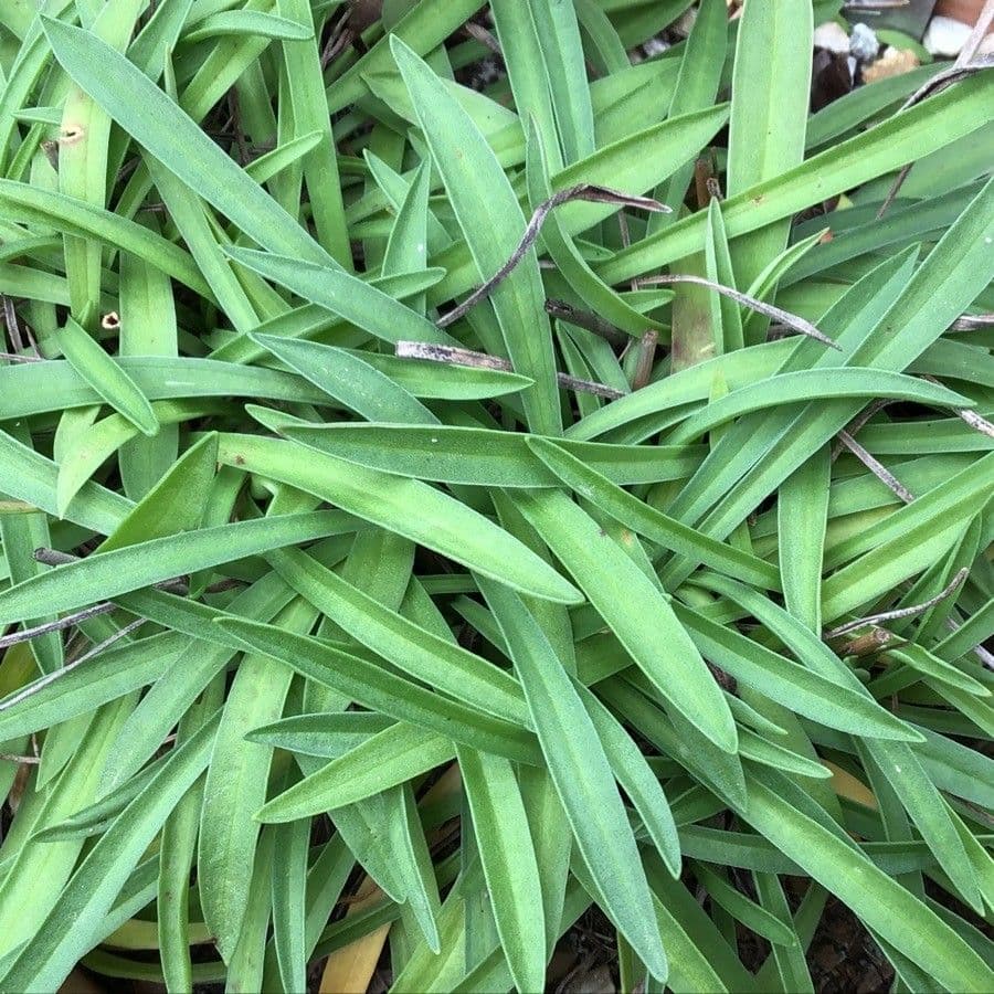 Armeria
