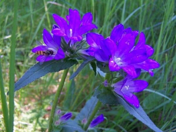 Campanula agglomerata 10