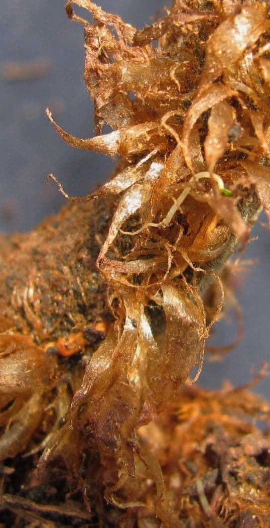Thelypteris 5