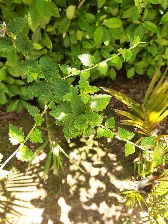 Baccharis 3