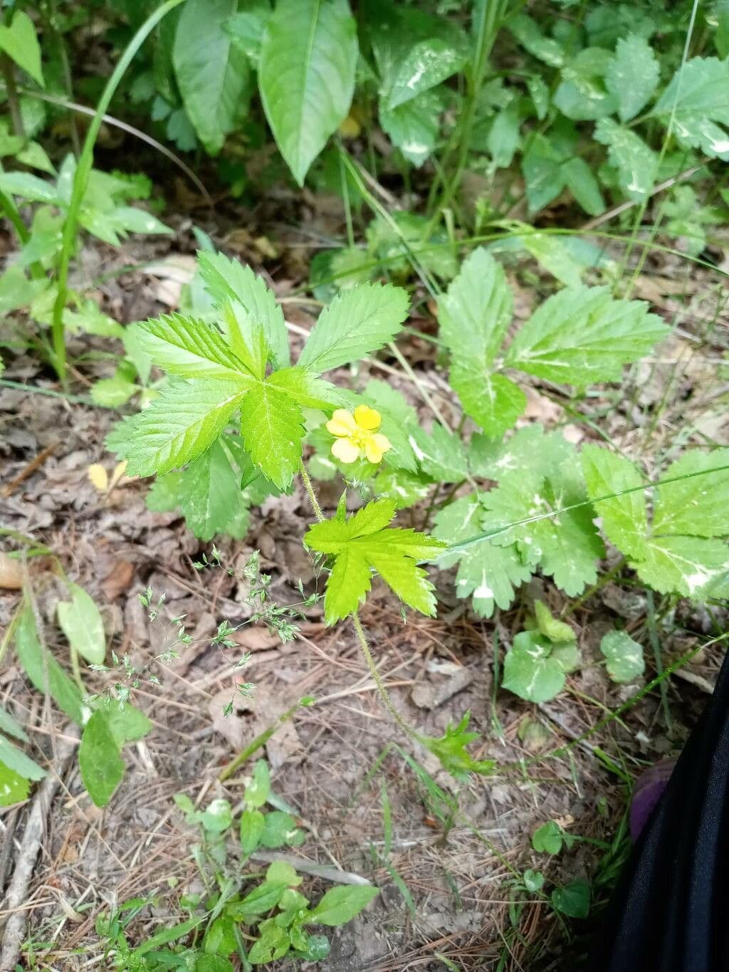 Potentilla simplex 12
