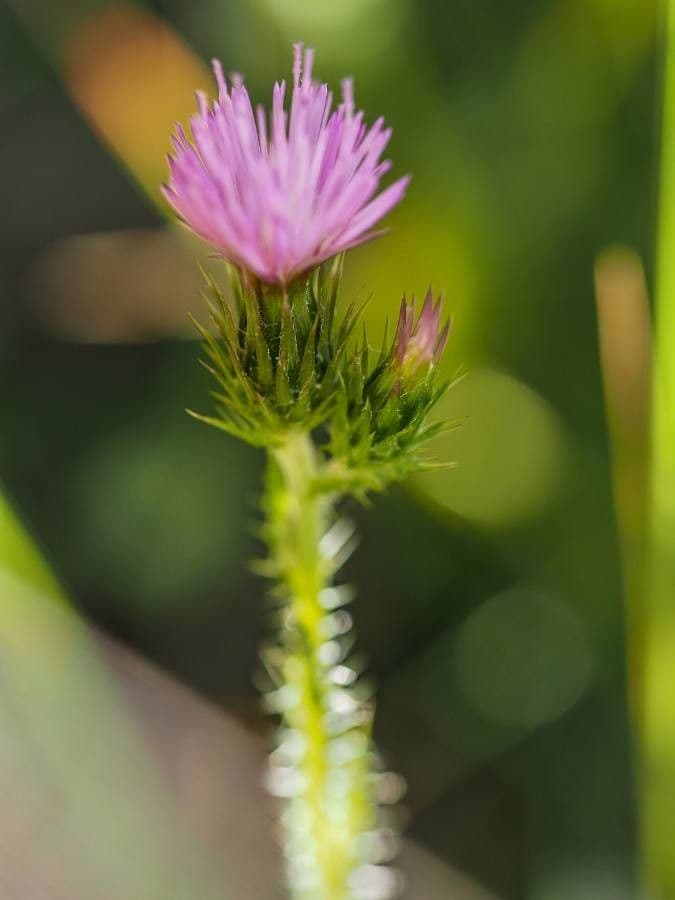 Distel 9