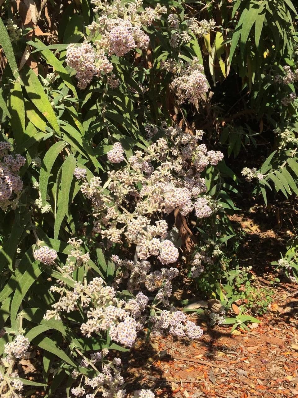 Salbei-Buddleie 8