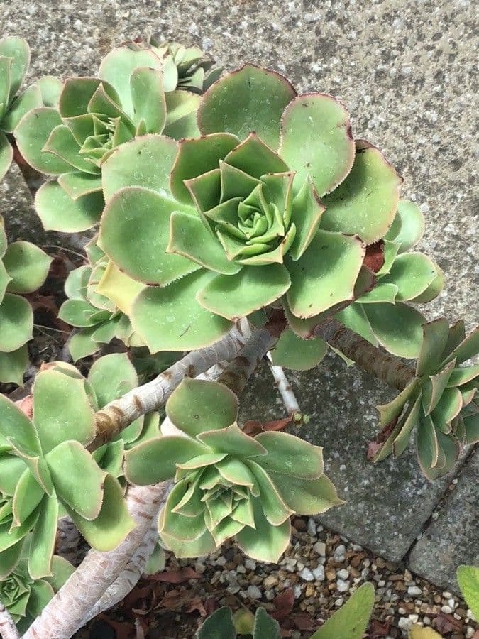 Aeonium 12
