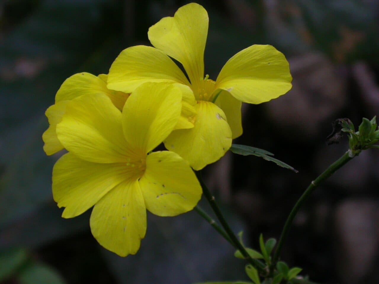 Reinwardtia 9