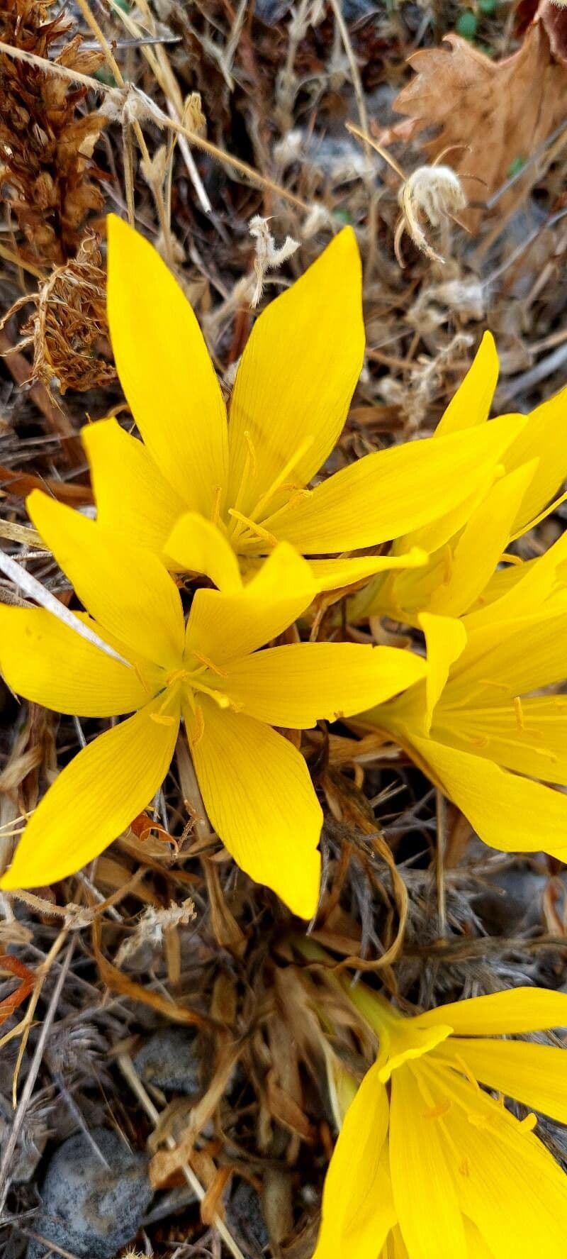 Sternbergia