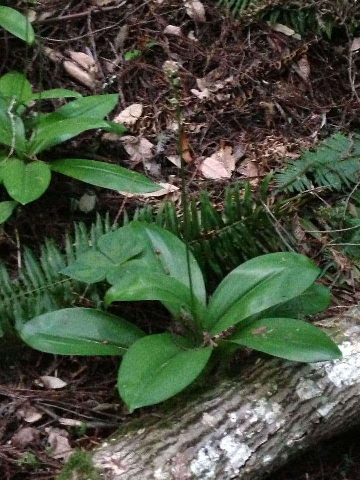 Klintonia 15