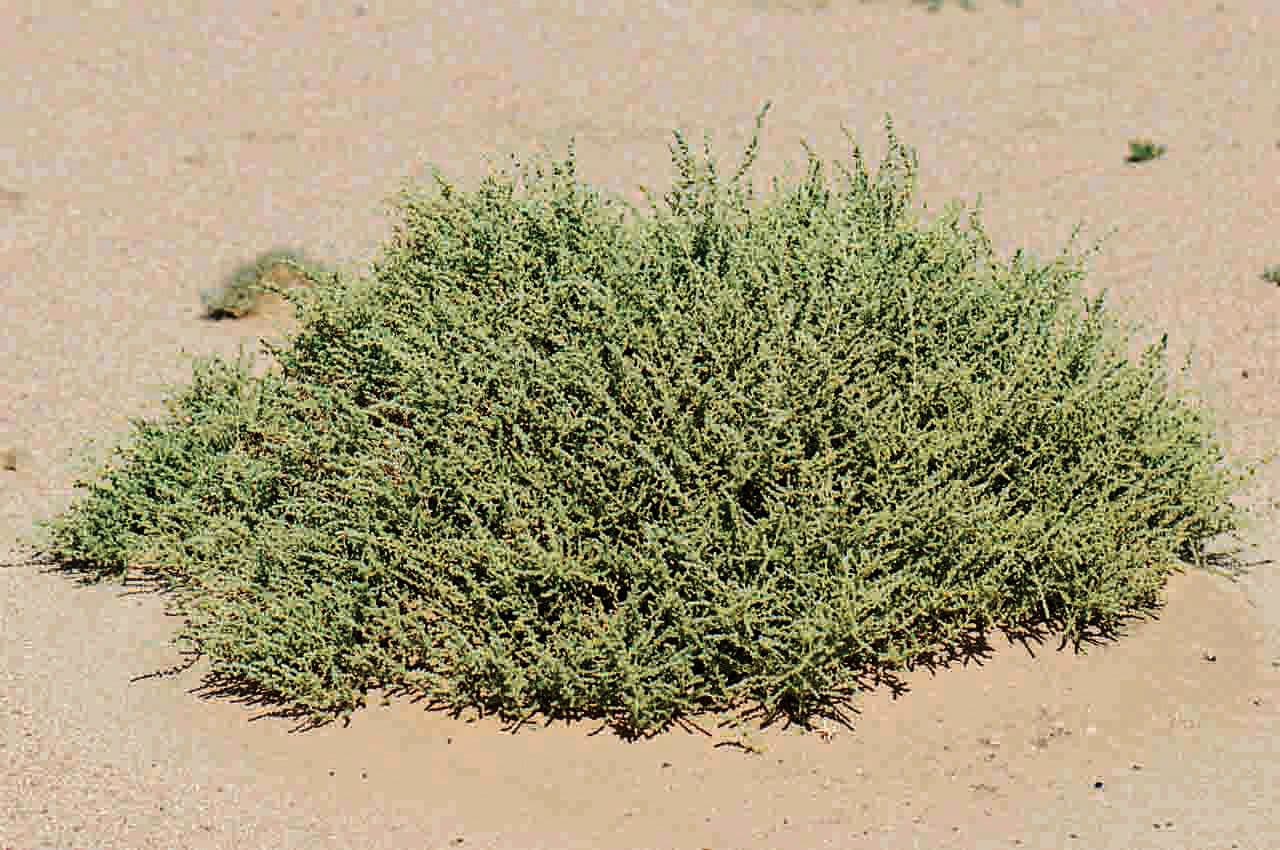 Caroxylon 7