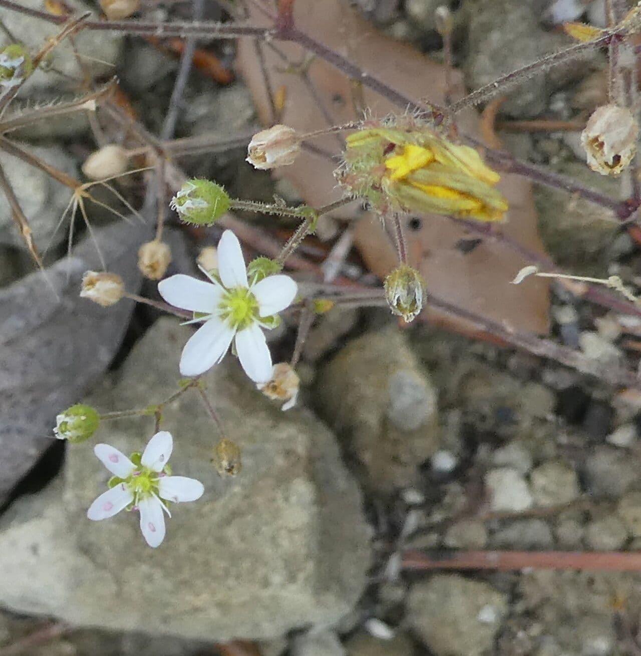 Arenaria 2