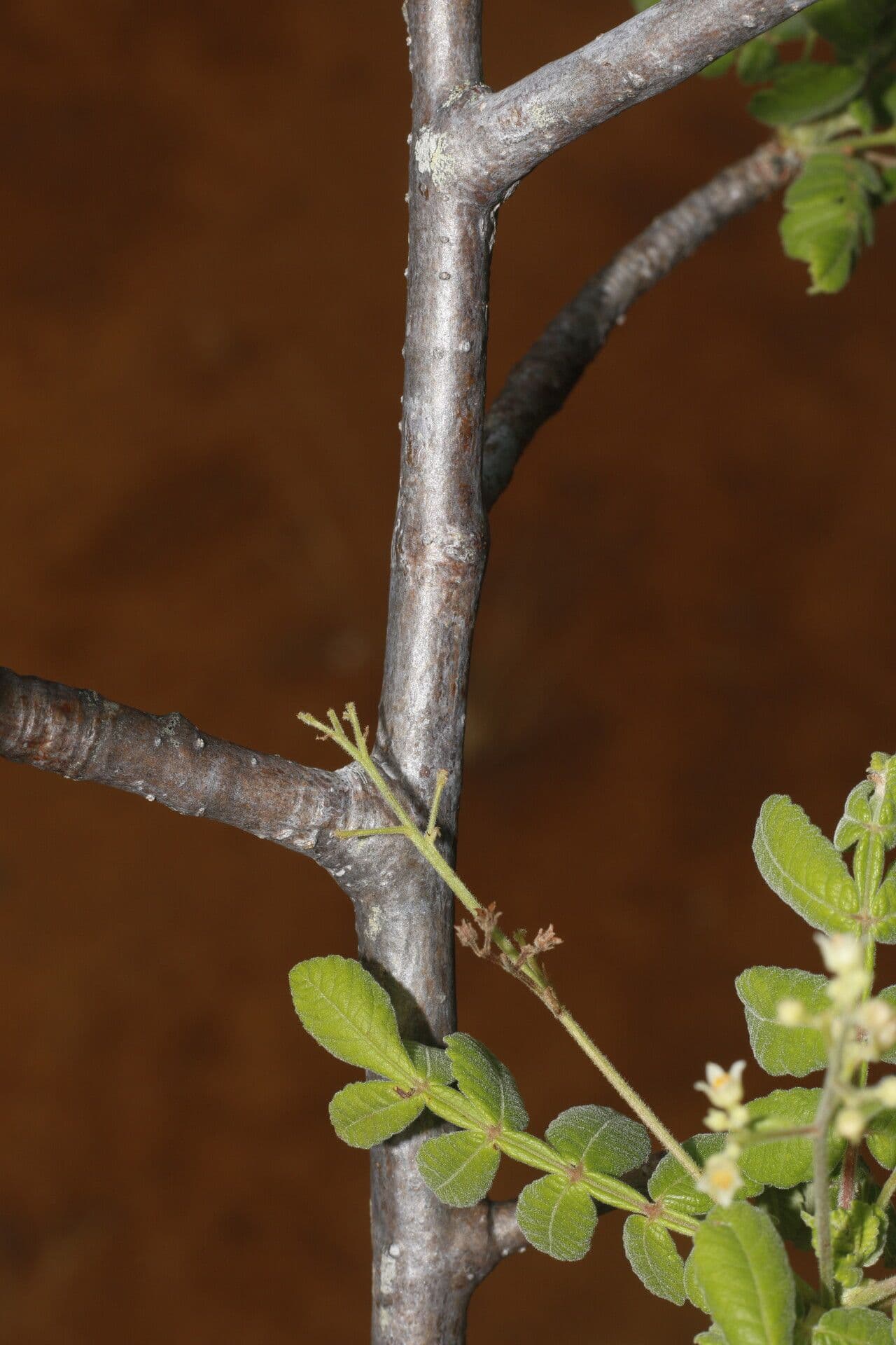 Bursera tomentosa 13