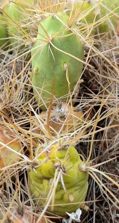 Cumulopuntia boliviana 13