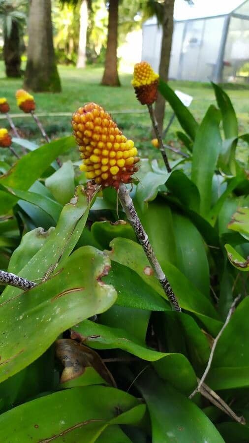Aechmea 3