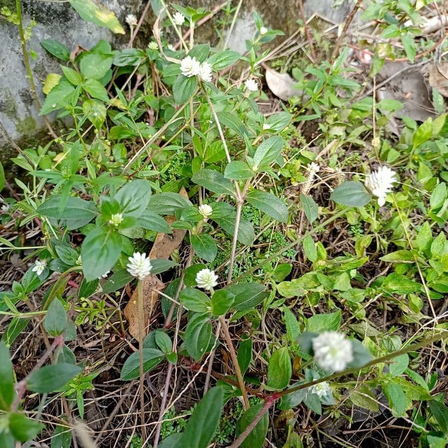 Gomphrena serrata 15