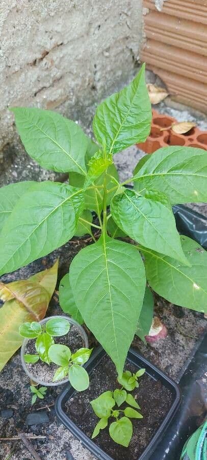 Peperoncino cinese 16