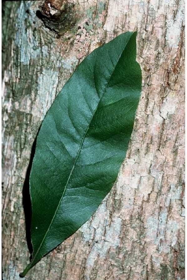 Sideroxylon 9