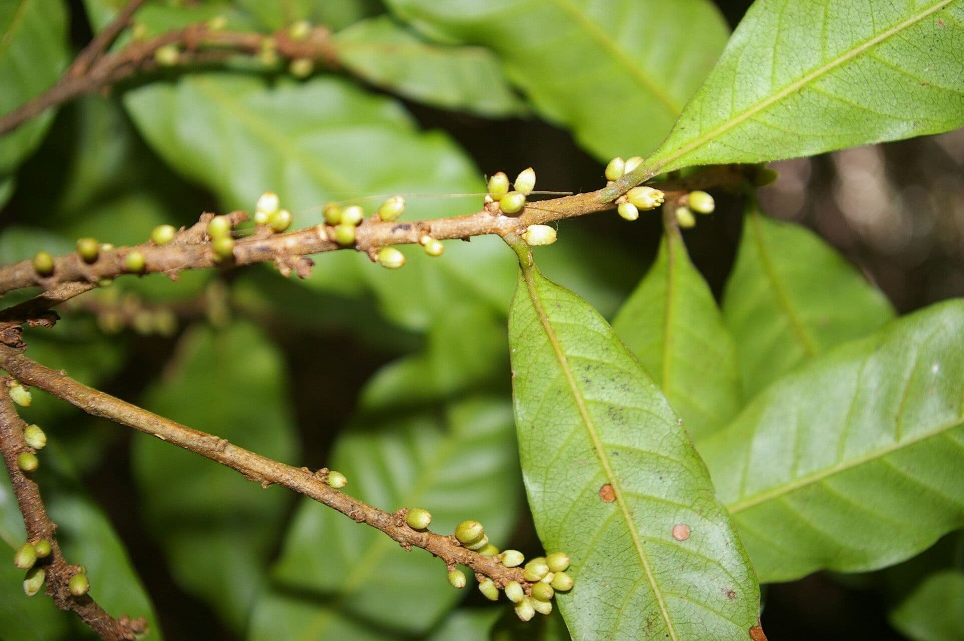 Pouteria durlandii 7