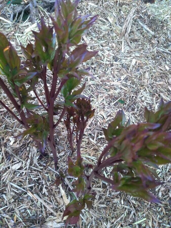 Peonia mascula 10