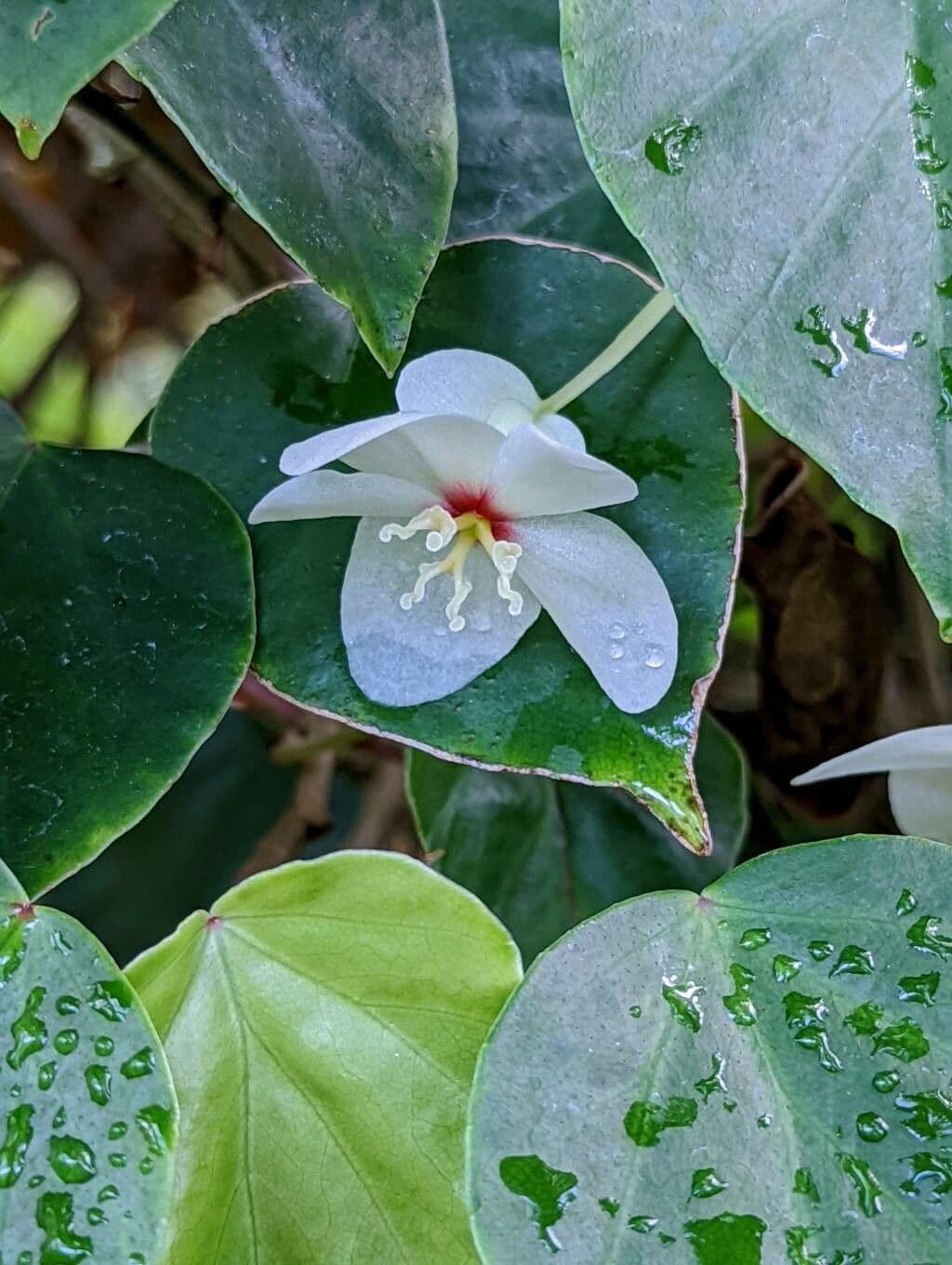 Begonia 2