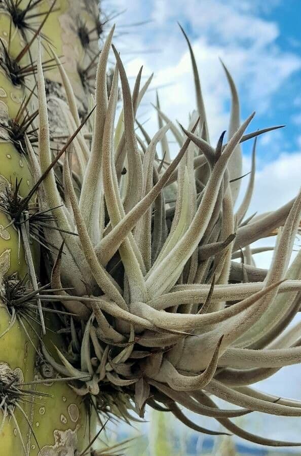 Tillandsia 5