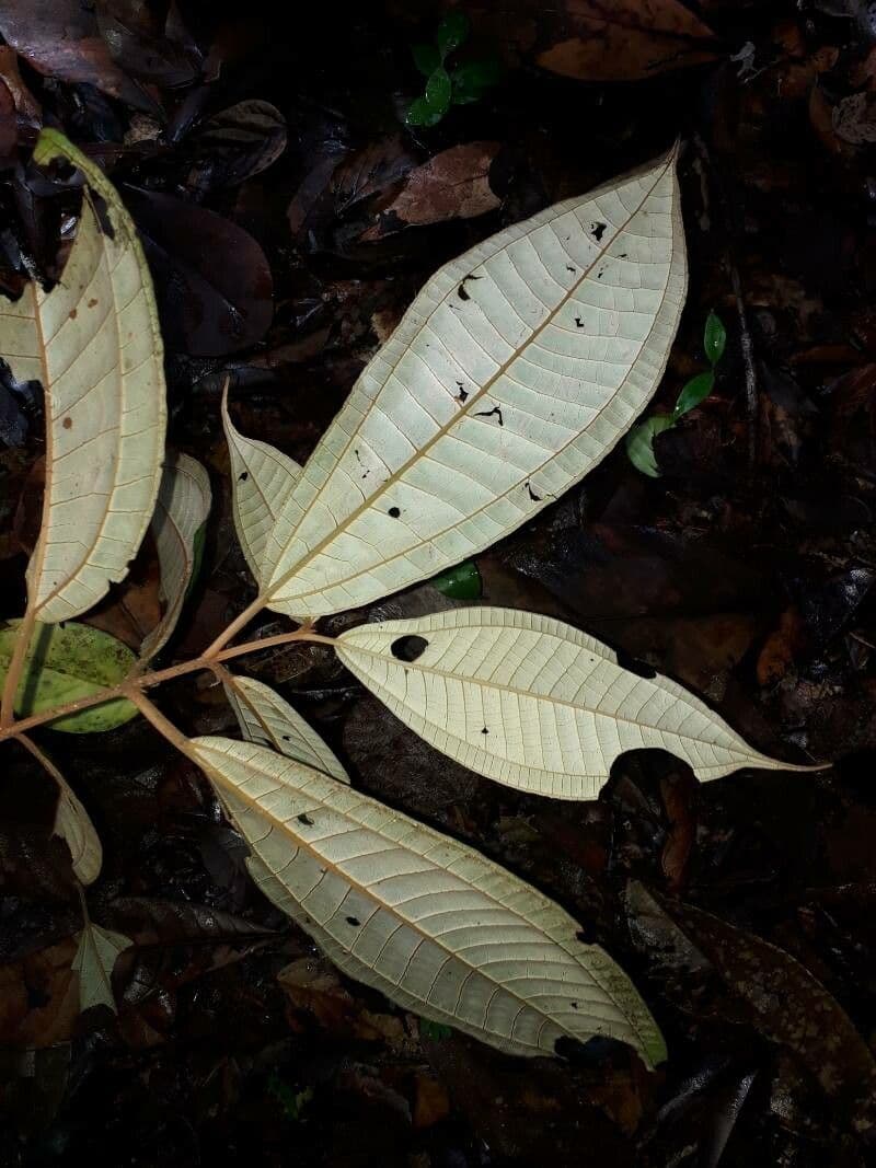 Miconia argyrophylla