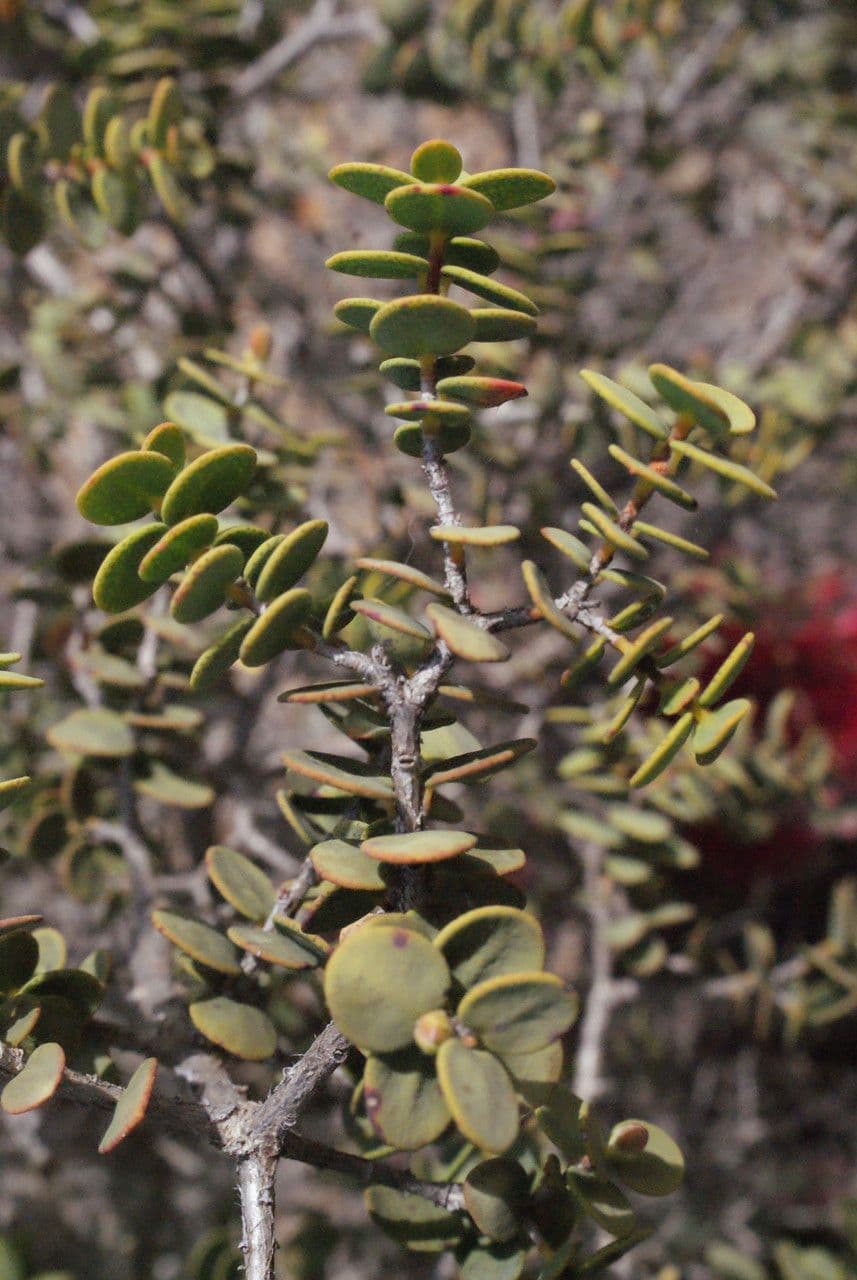Kunzea Baxtera 15