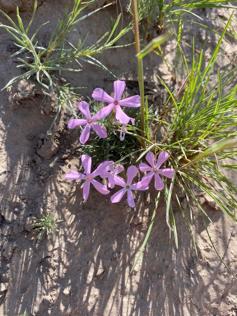 Phlox 3