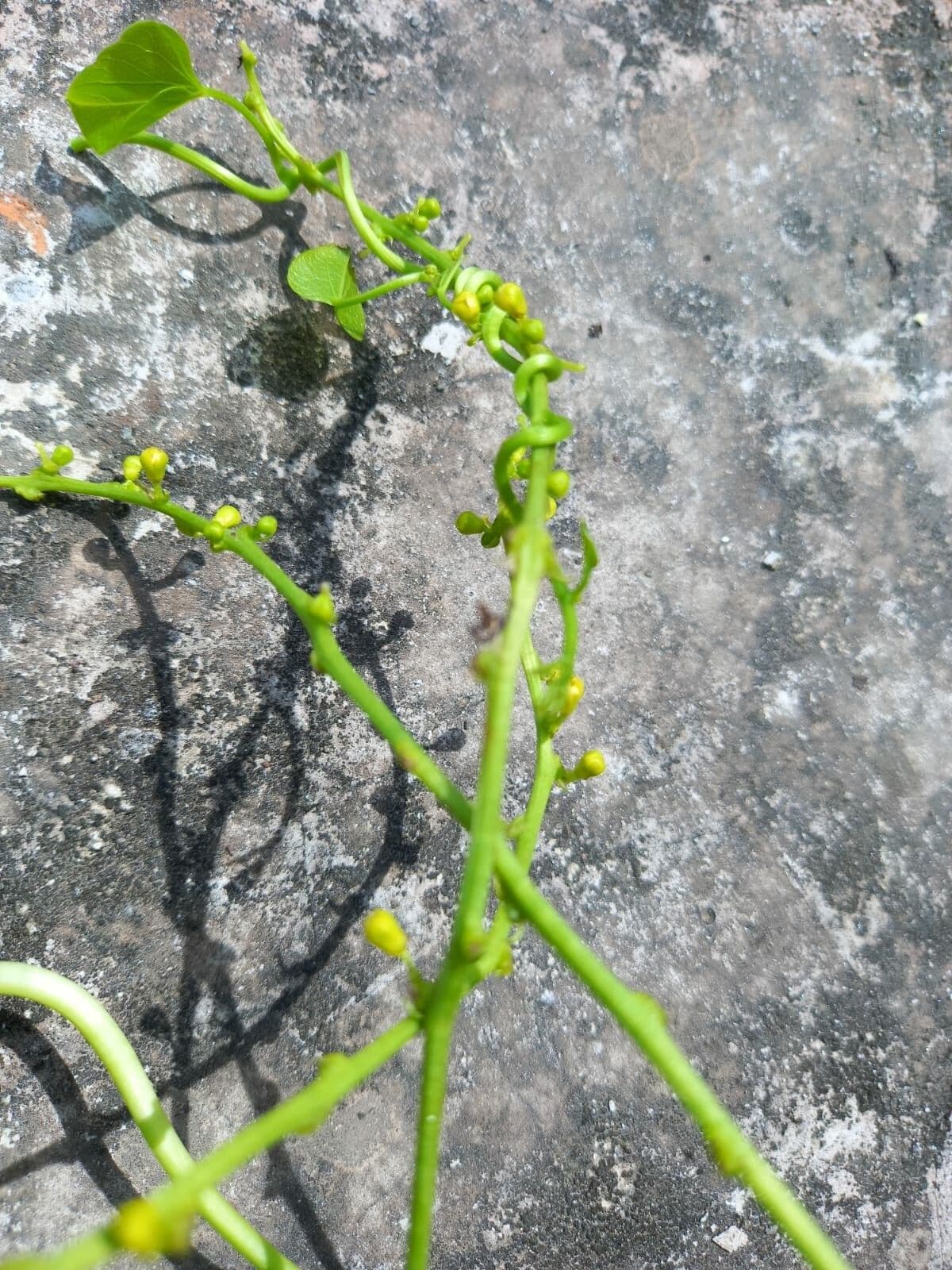 Tinospora 3