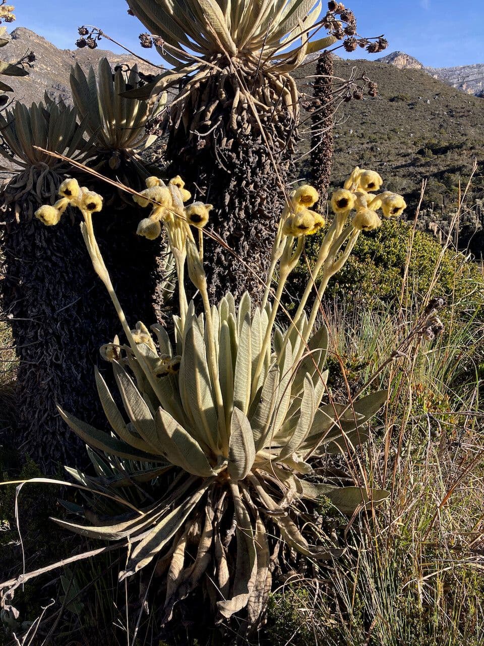 Espeletia 8