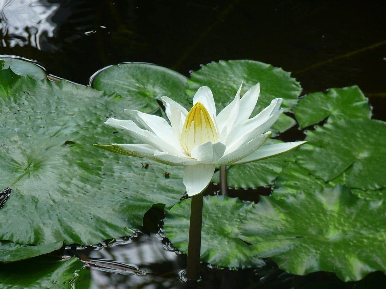 Kreuzblättrige Seerose