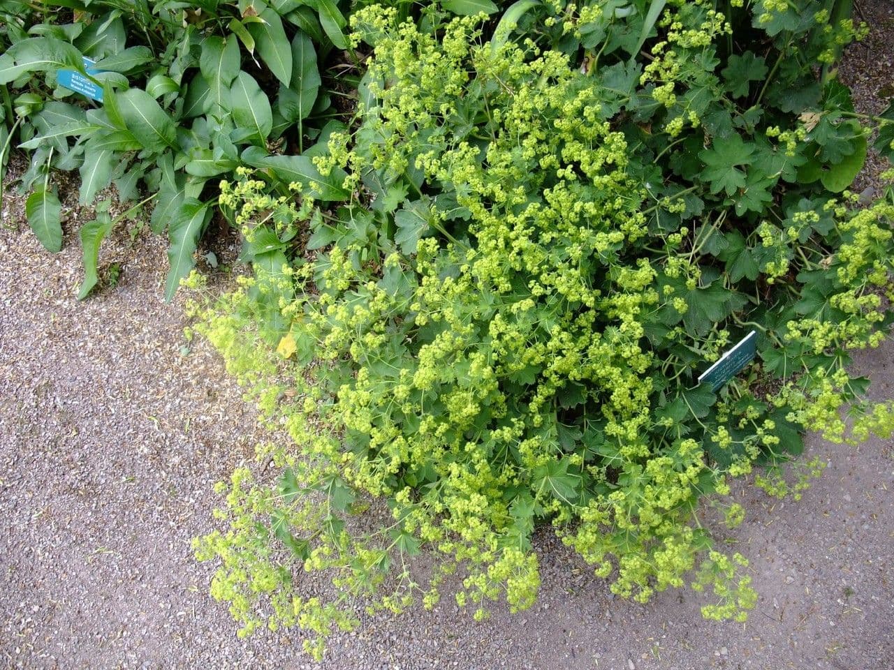 Alchemilla comune 9