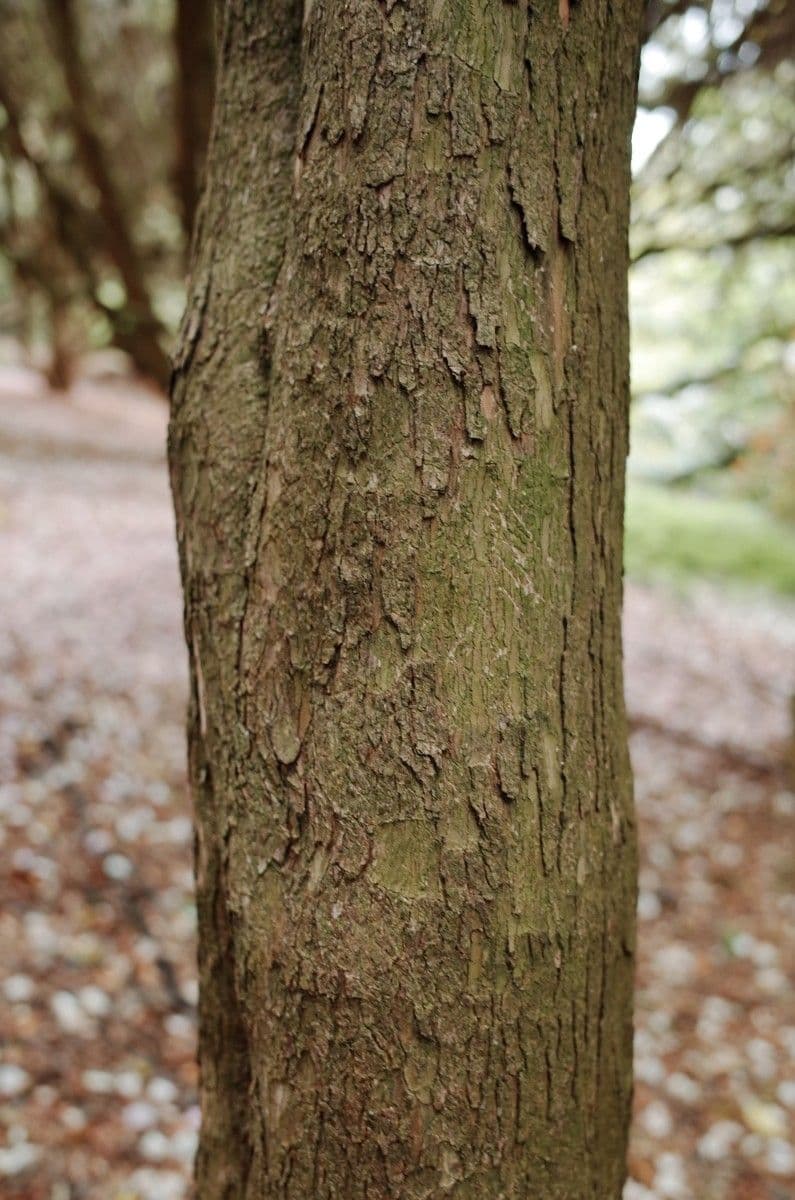 Rhododendron 21