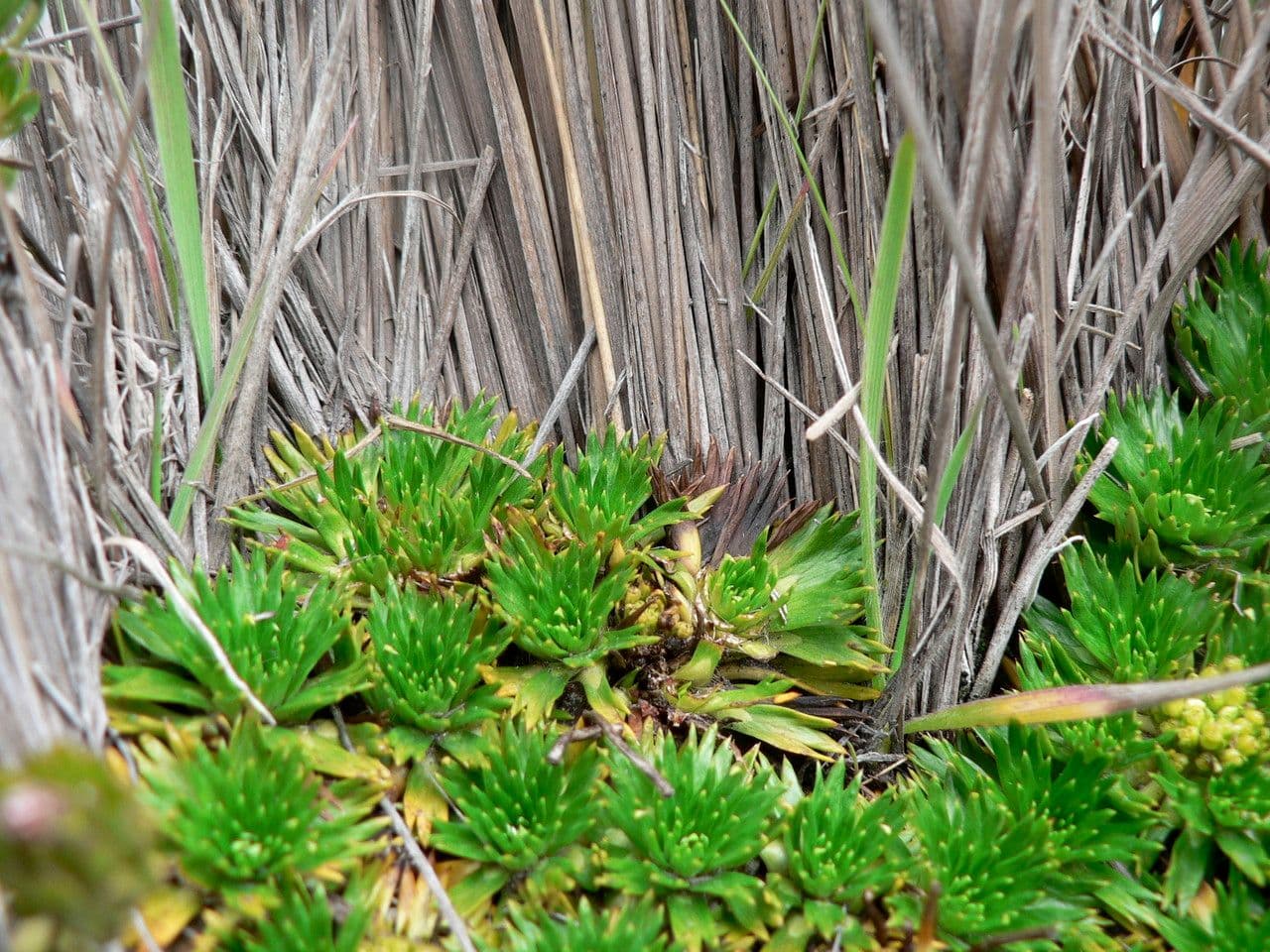 Azorella 6