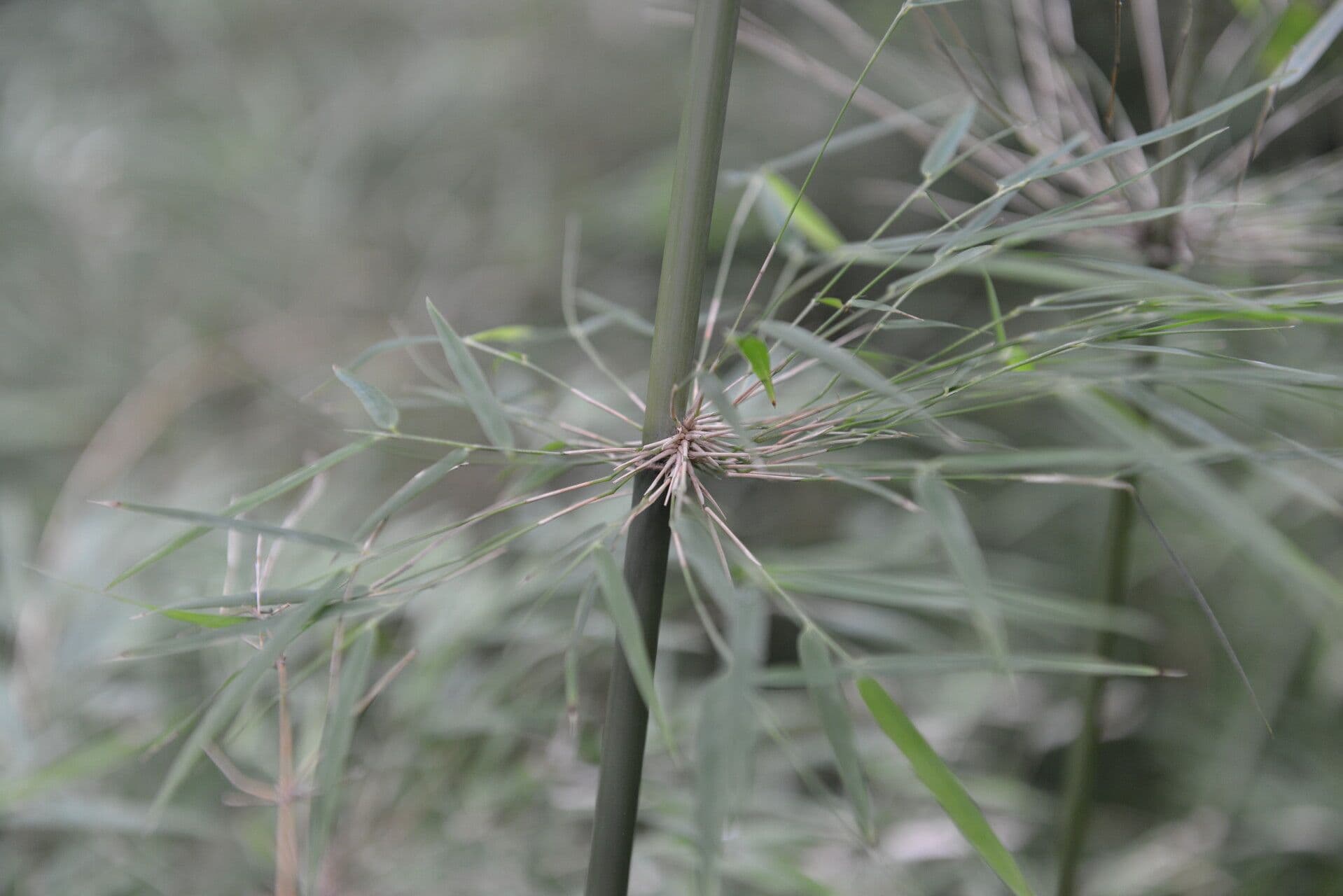 Rhipidocladum a grappolo 13