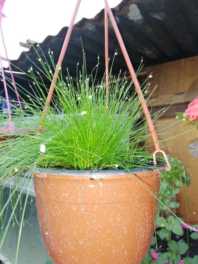 Junco de flor 12
