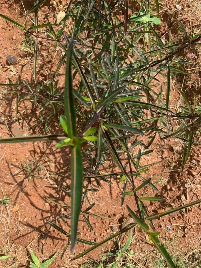 Barleria a cono di luppolo 15