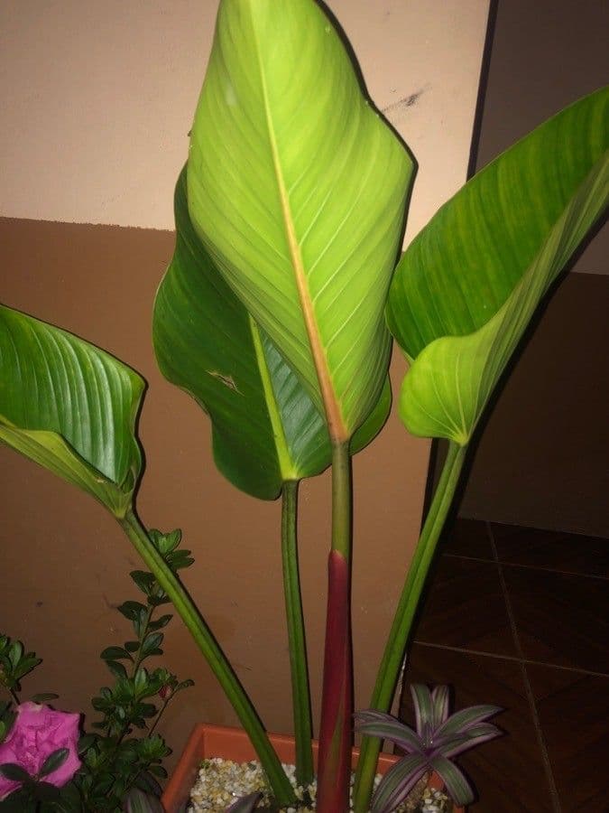 Philodendron 7