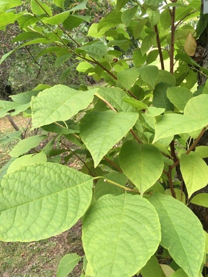 Pterostyrax hispidus 15