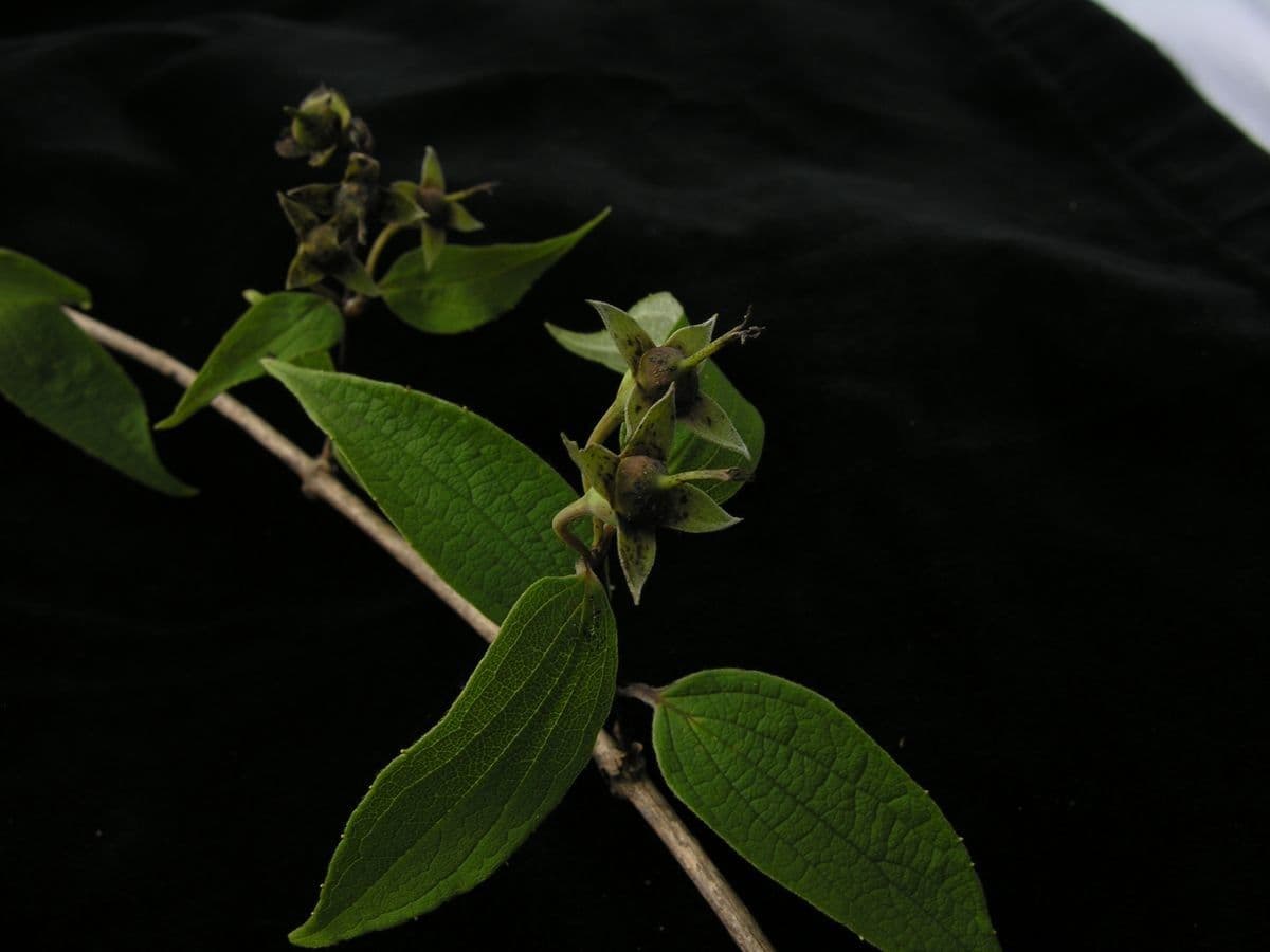 Duftender Pfeifenstrauch 4