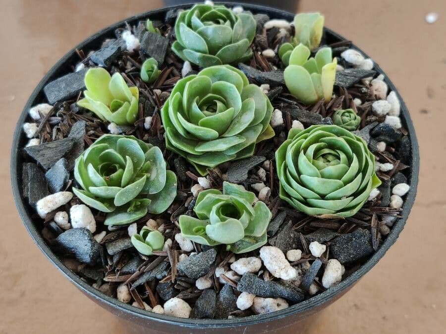 Orostachys malacophylla 6